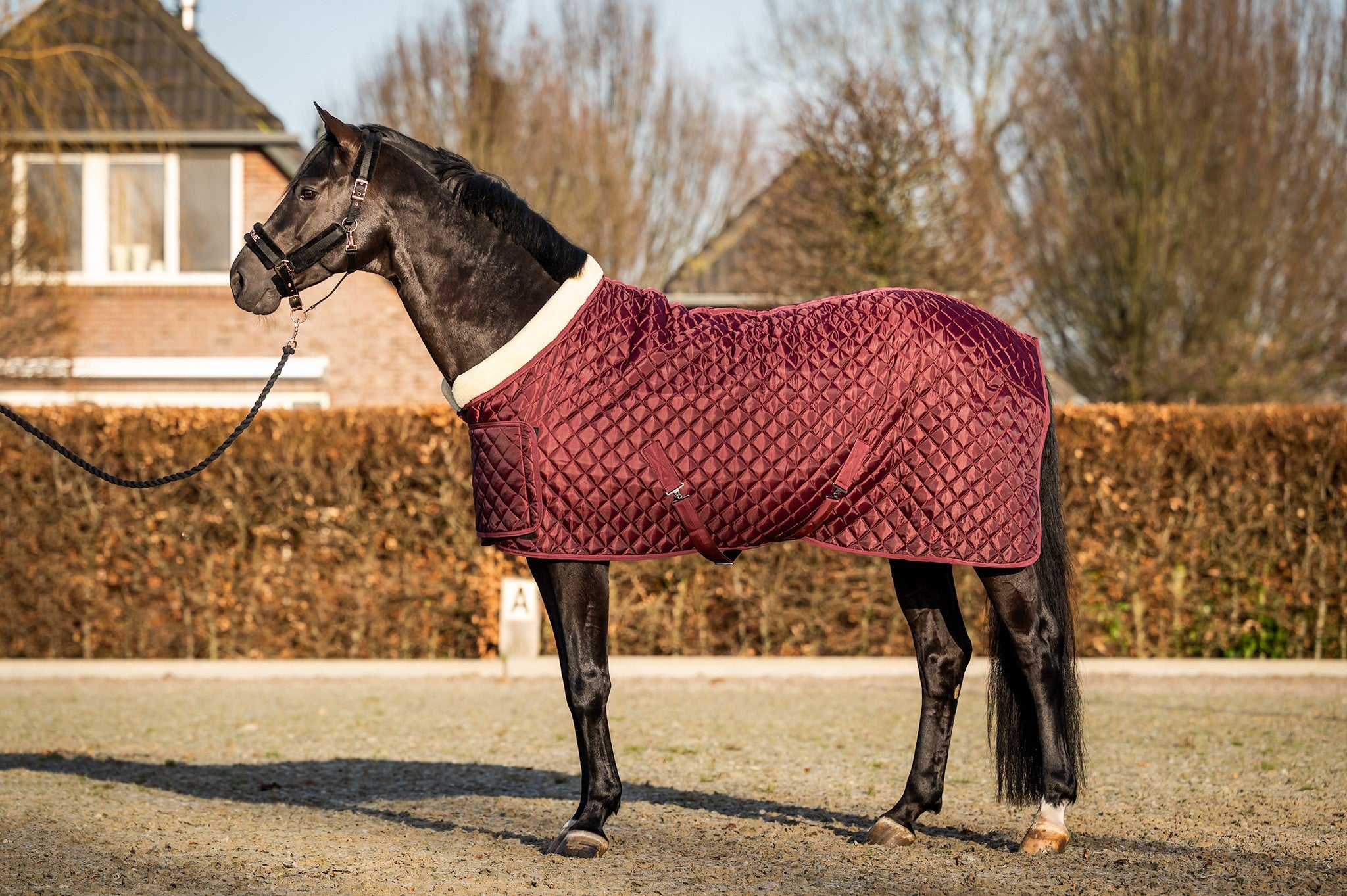 HB Showtime Desire SteelBlue show tekk