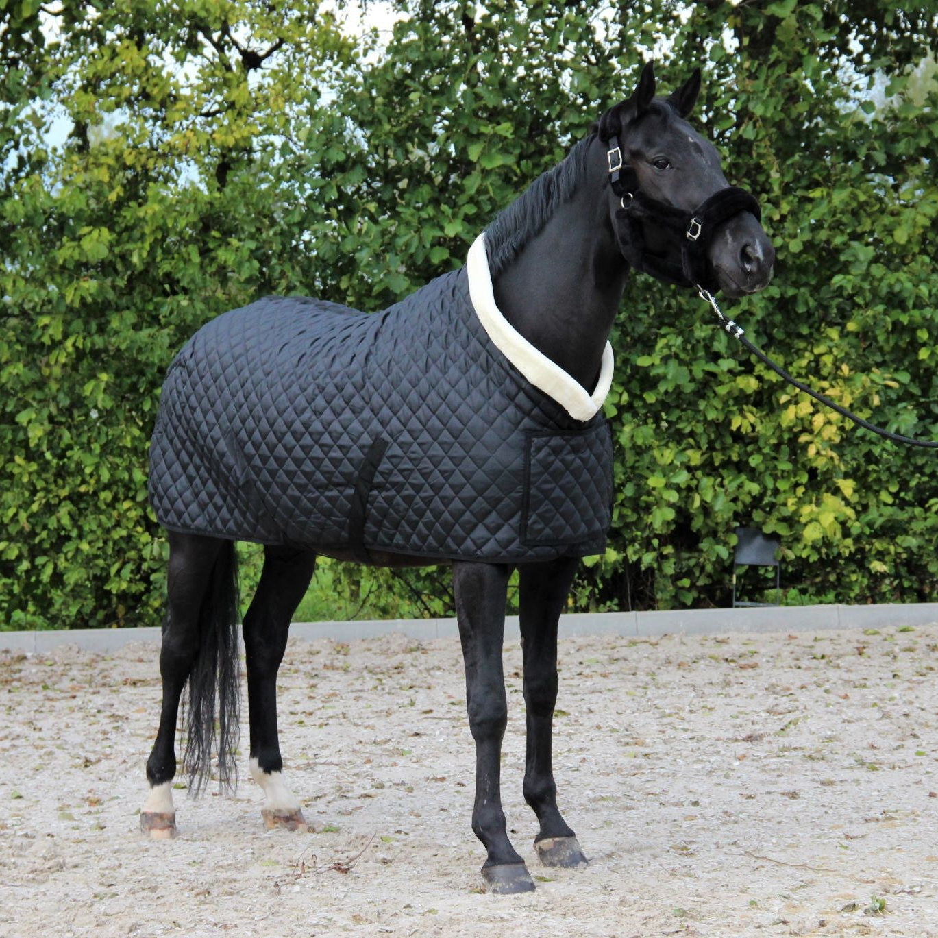 HB Showtime Desire SteelBlue show tekk