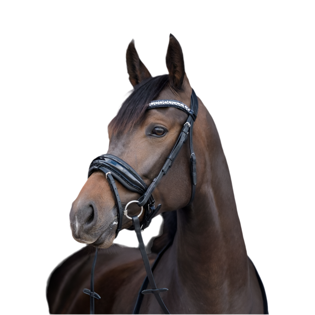 HB Showtime Stockholm valjad