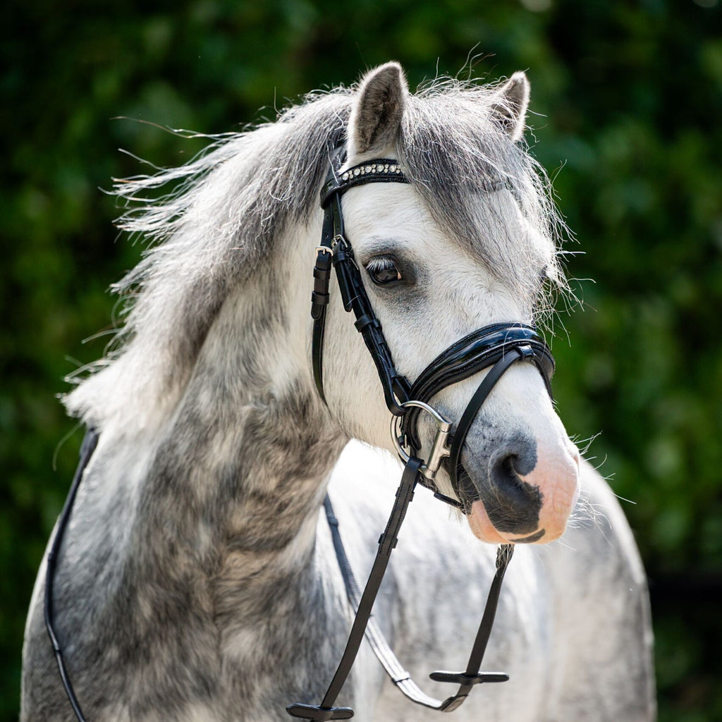 HB Showtime Stockholm Special A-pony valjad