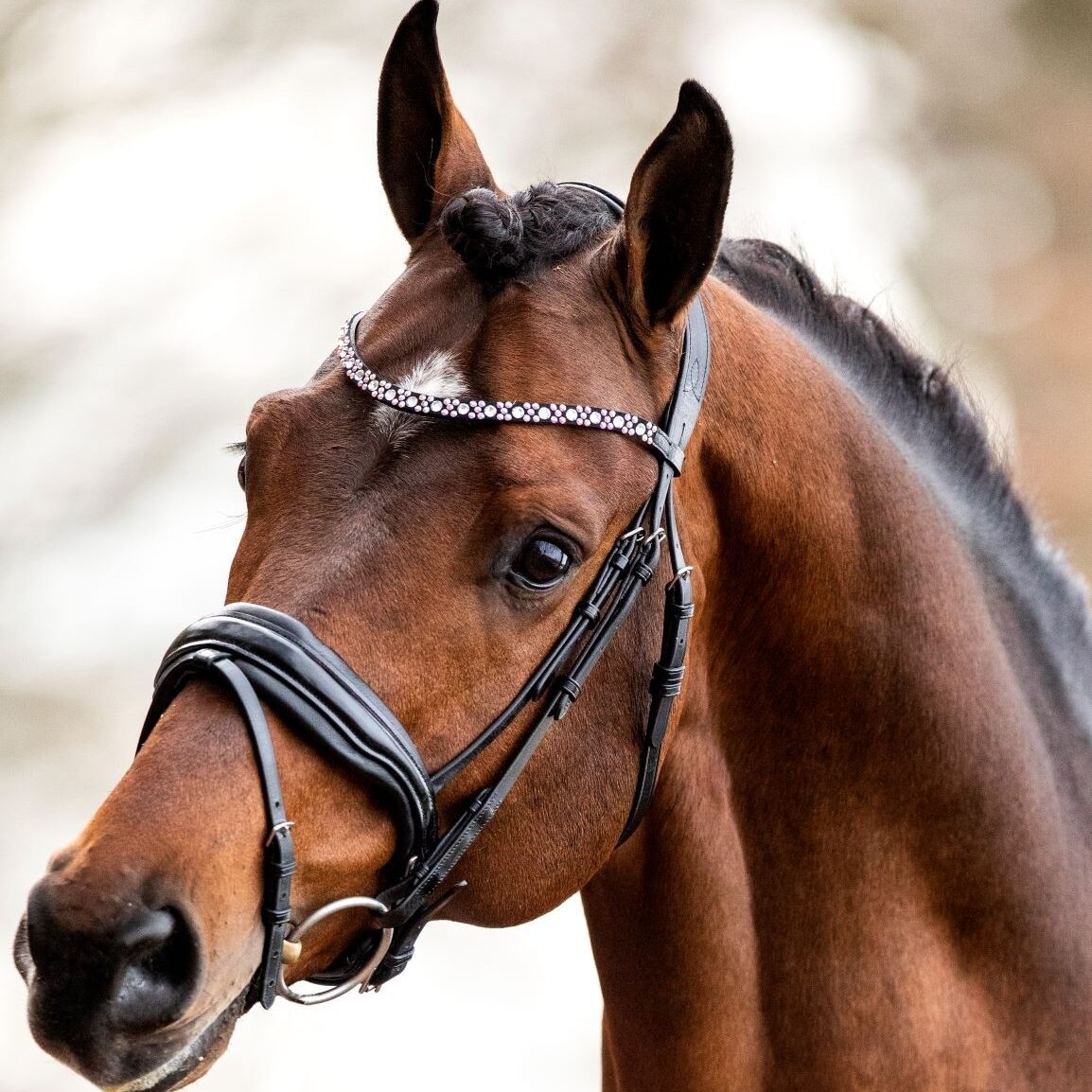 HB Shotime Great Love valjad