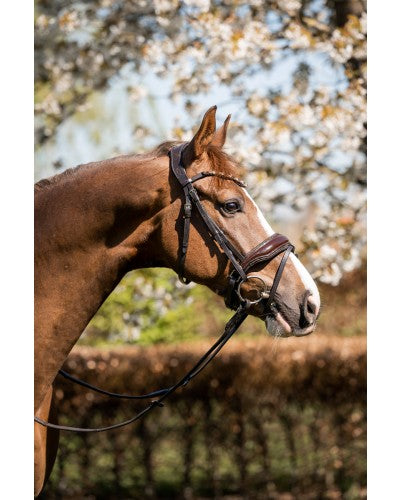 HB Showtime Juwel valjad