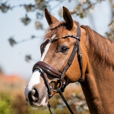 HB Showtime Juwel valjad