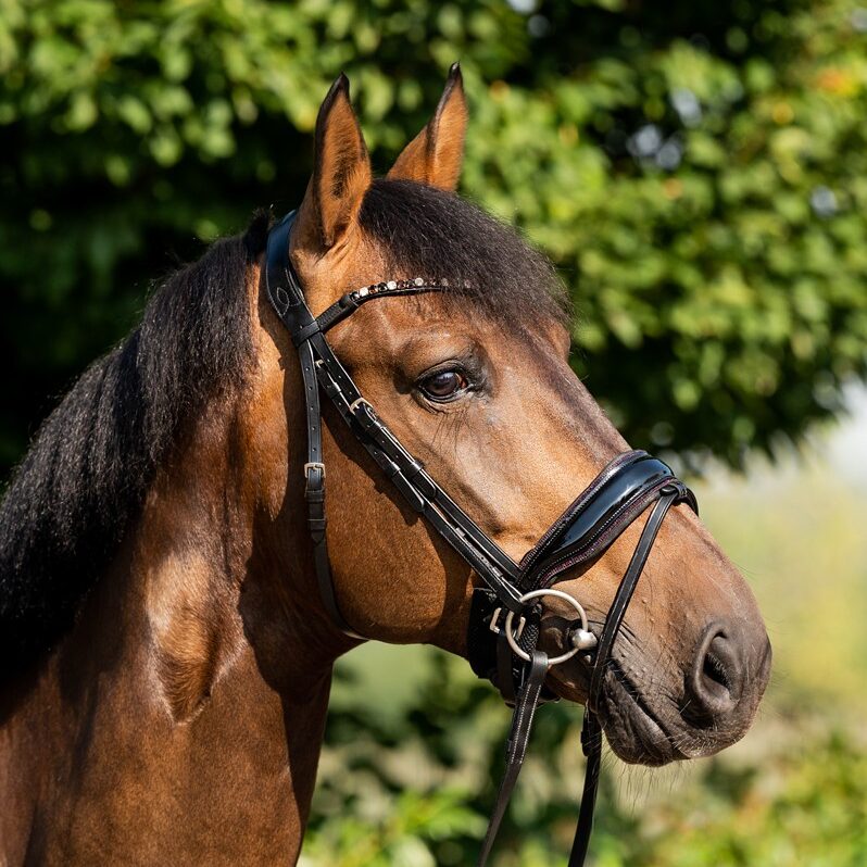 HB Showtime Sweet Dreams valjad