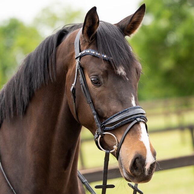 HB Showtime Las Vegas valjad