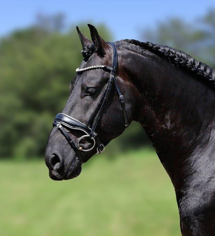 HB Showtime Grandprix valjad