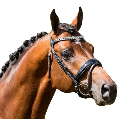 HB Showtime Jan van Westerhuis valjad