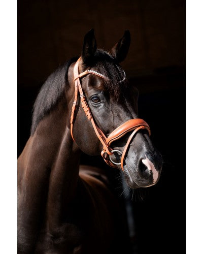 HB Showtime Chesnuth valjad