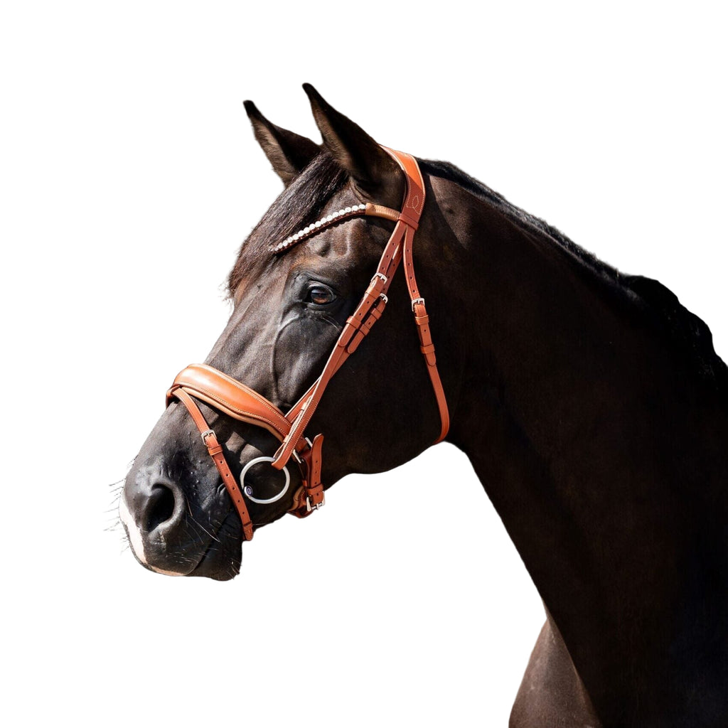 HB Showtime Chesnuth valjad