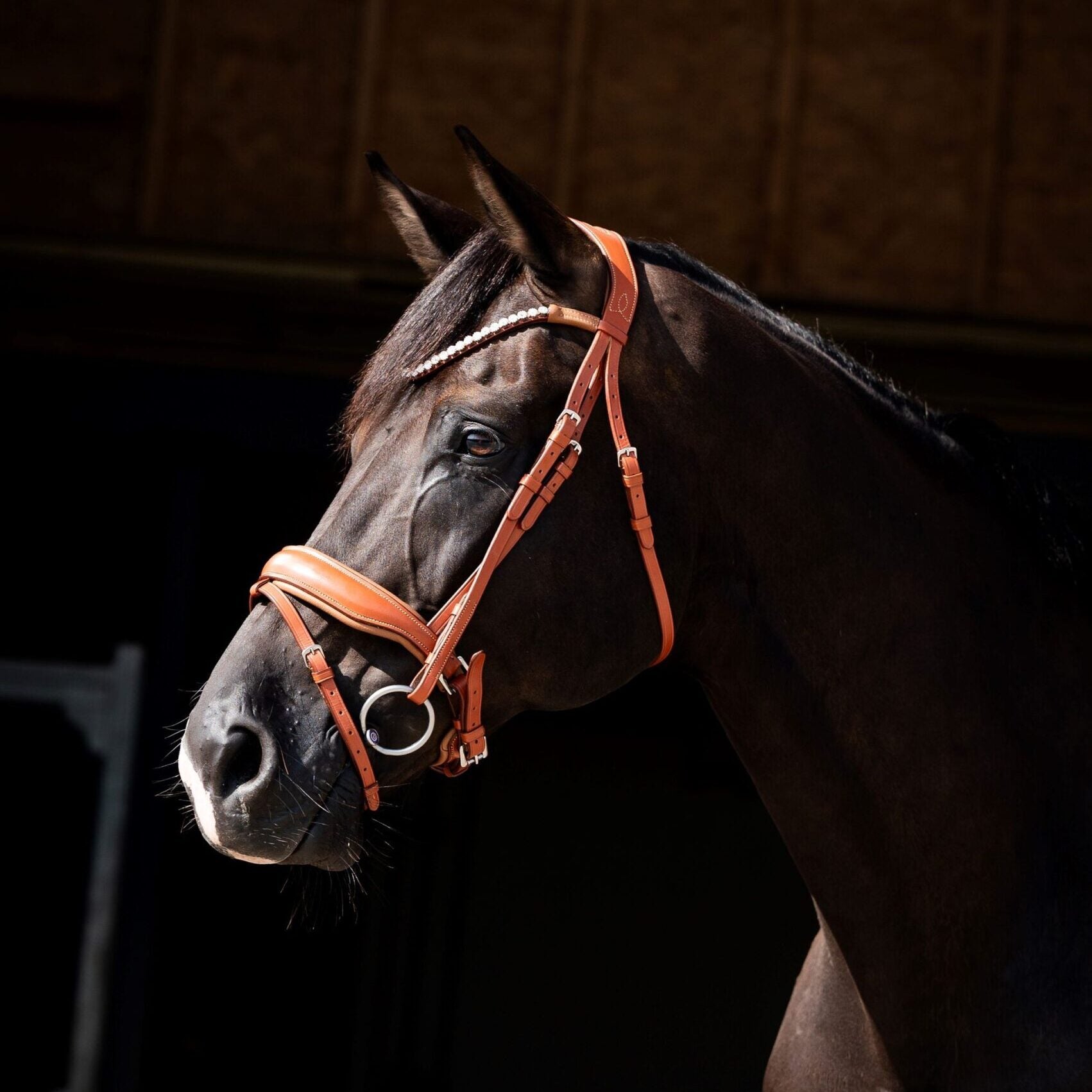 HB Showtime Chesnuth valjad