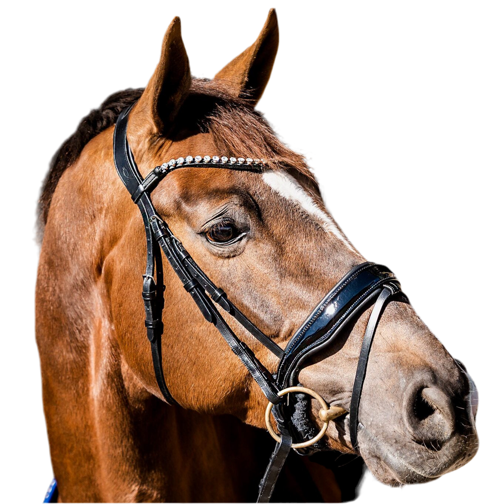 HB Showtime Special Guy valjad