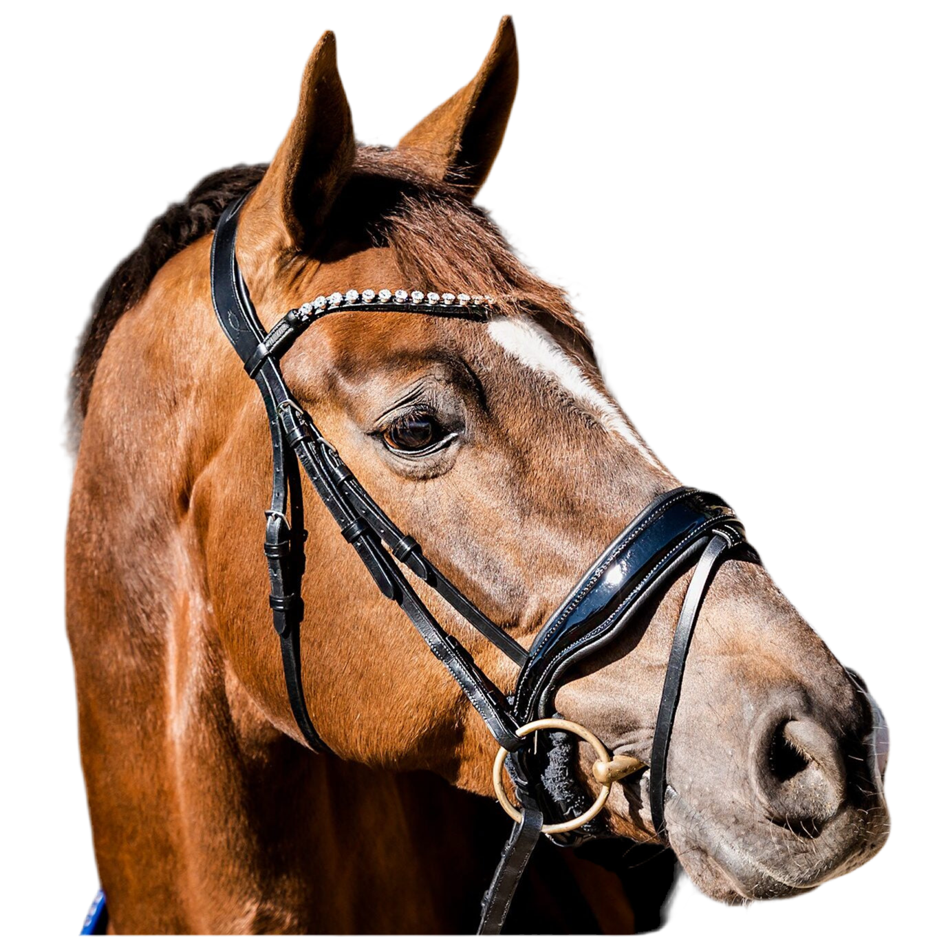 HB Showtime Special Guy valjad