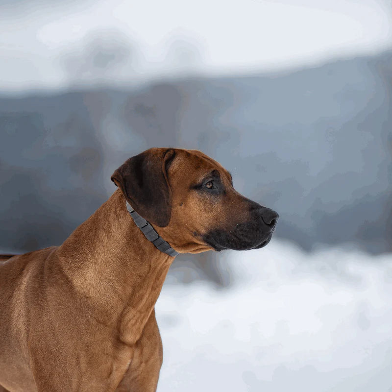 Sprenger NeckTech Fun with ClicLock – Stainless steel black matt