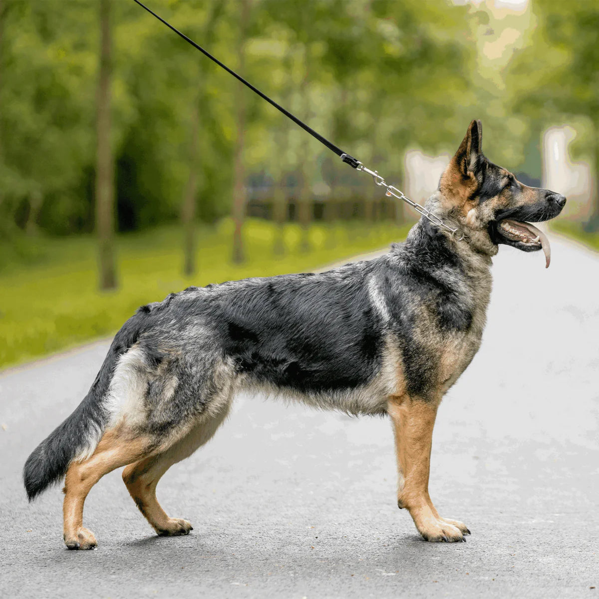 Sprenger Show Collar - näituserihm