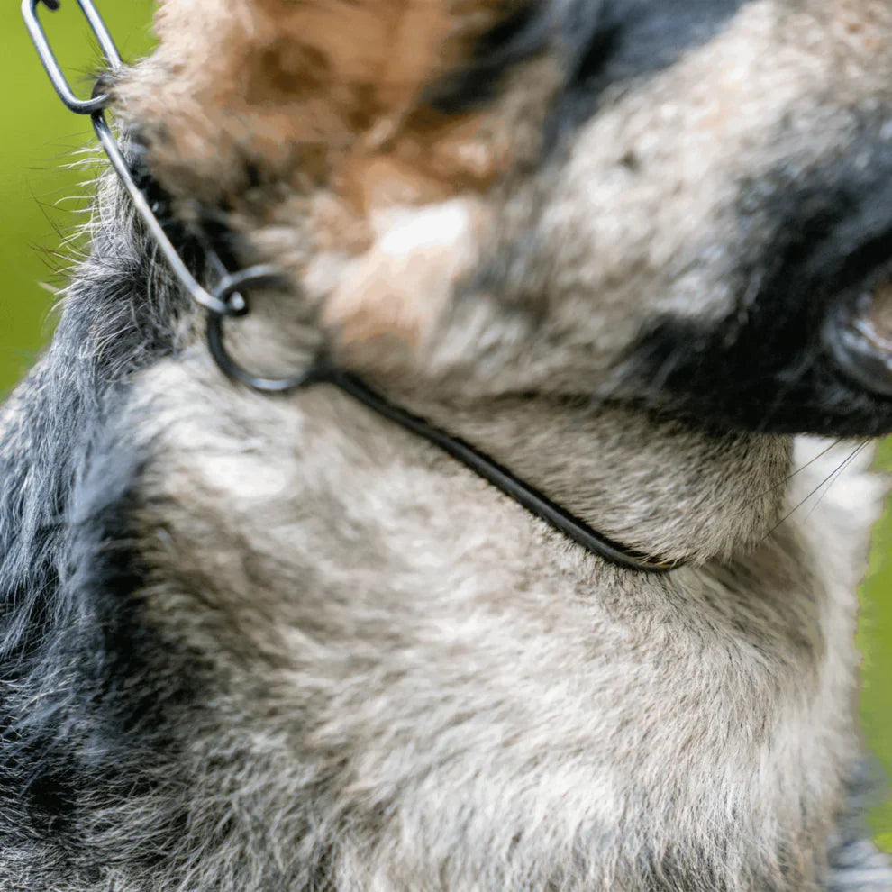 Sprenger Show Collar - näituserihm MUST