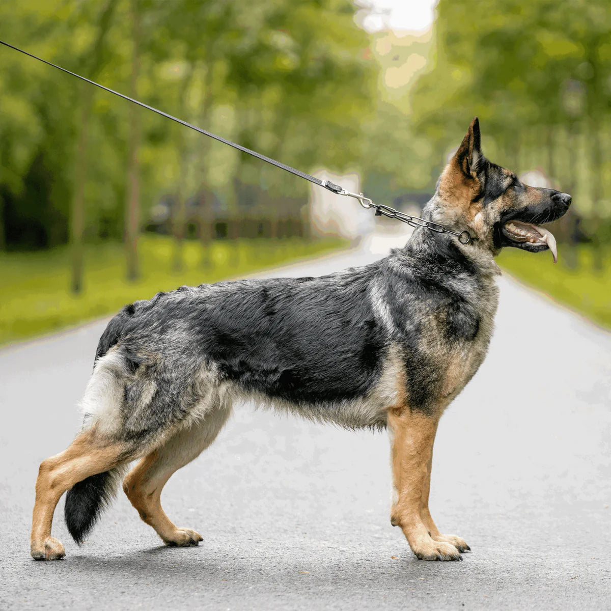 Sprenger Show Collar - näituserihm MUST