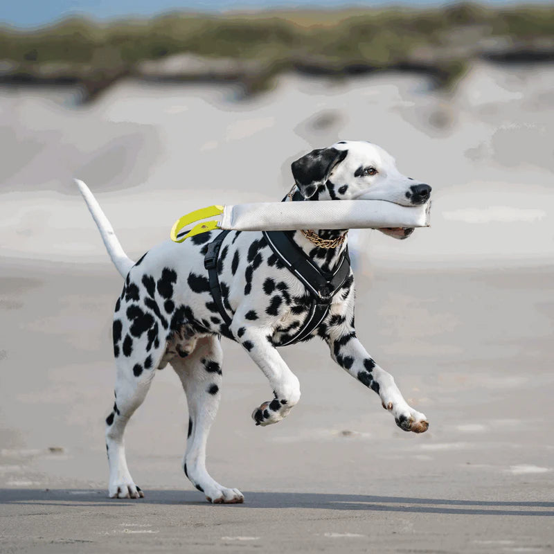 Sprenger Y-Harness traksid koertele