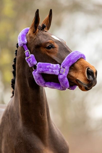 HB Showtime päitsed - Allround Teddy