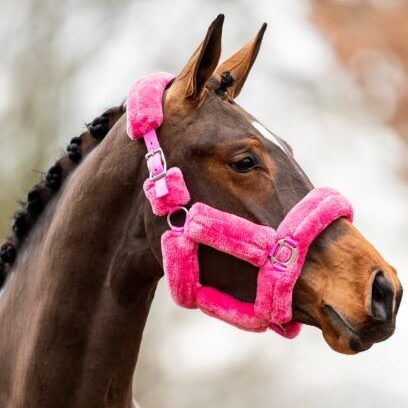 HB Showtime päitsed - Allround Teddy