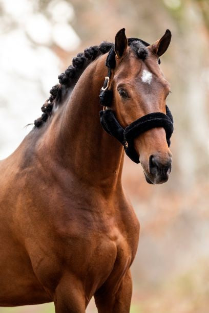 HB Showtime päitsed - Allround Teddy