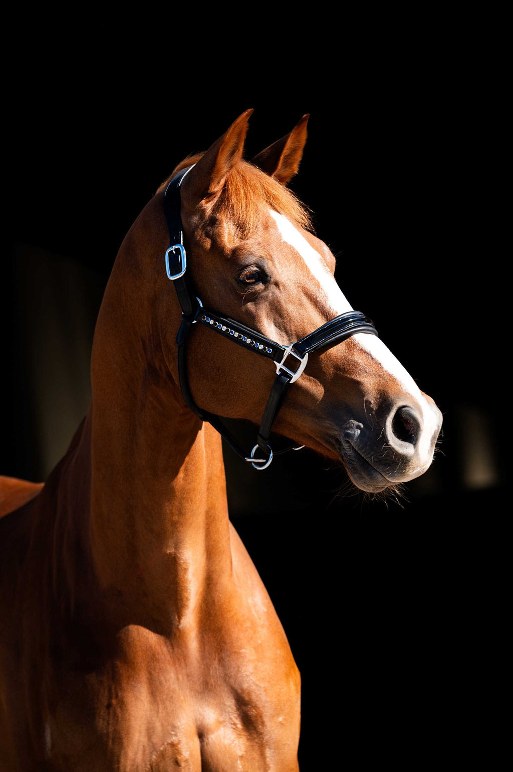 HB Showtime nahast päitsed Rivet Swarovski