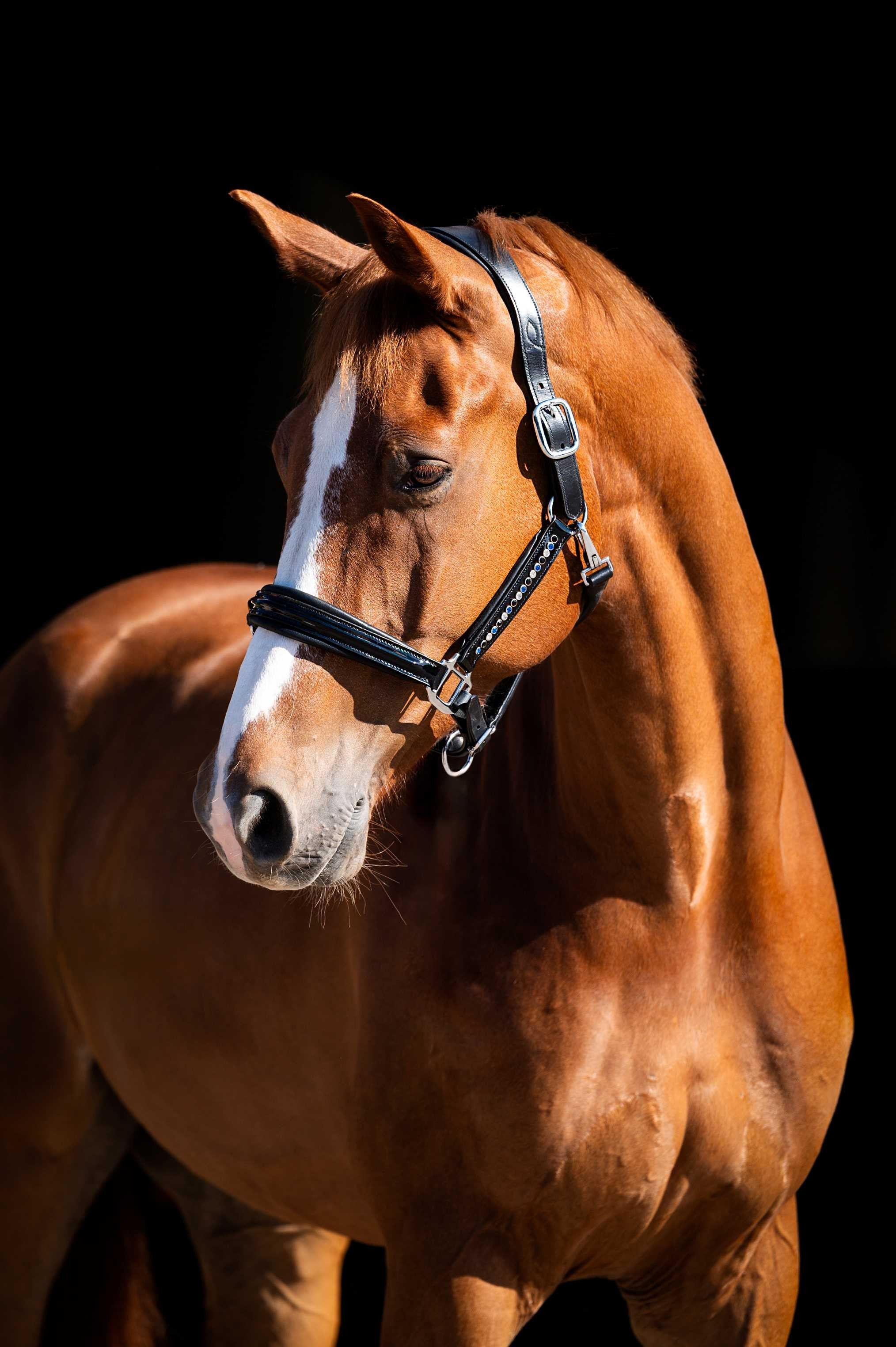 HB Showtime nahast päitsed Rivet Swarovski