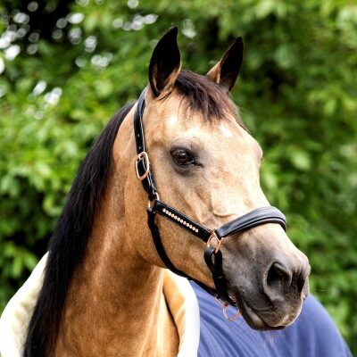 HB Showtime Rose Gold nahast päitsed