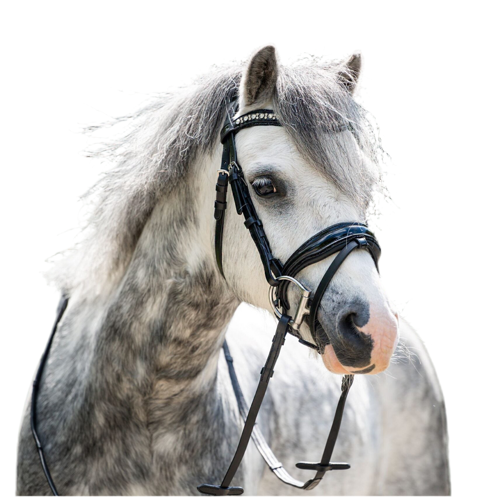 HB Showtime Stockholm Special A-pony valjad