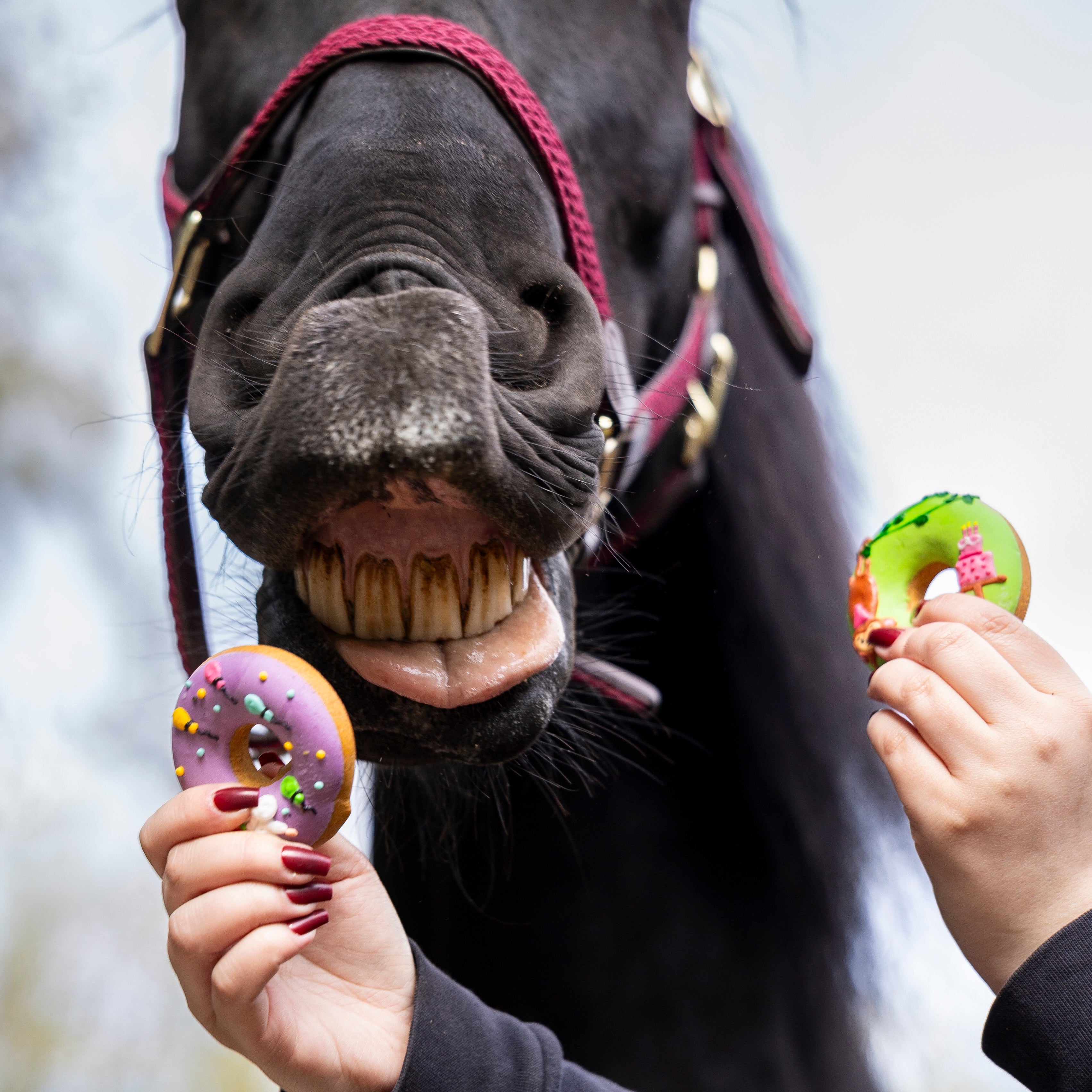 Candy Horse glasuuritud küpsis - täiendsööt hobustele