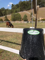Sticky Trap Horsefly putukaliim