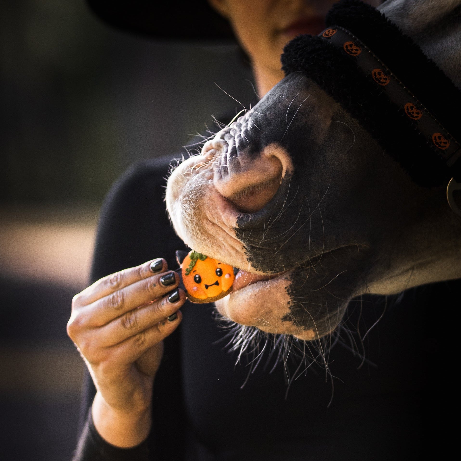 Candy Horse glasuuritud küpsis - täiendsööt hobustele