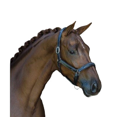 HB Showtime Wold Wide nahast päitsed