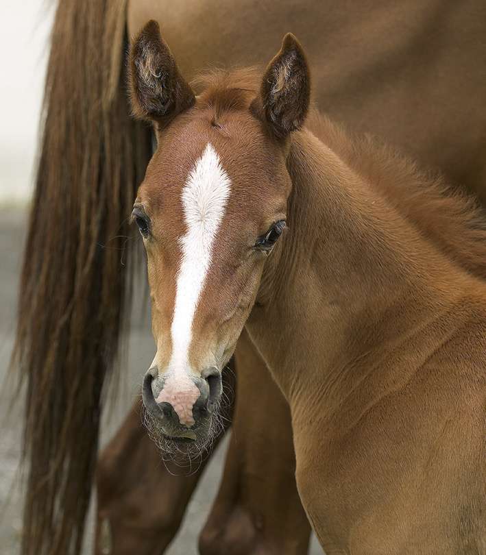 Päitsed Hippo - varsale