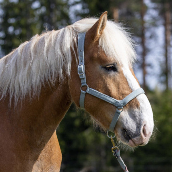 Wahlsten Paddok päitsed